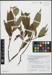 Foto von Salix alba L. x Salix fragilis L.